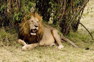 Lion in Kruger Game Park, South Africa